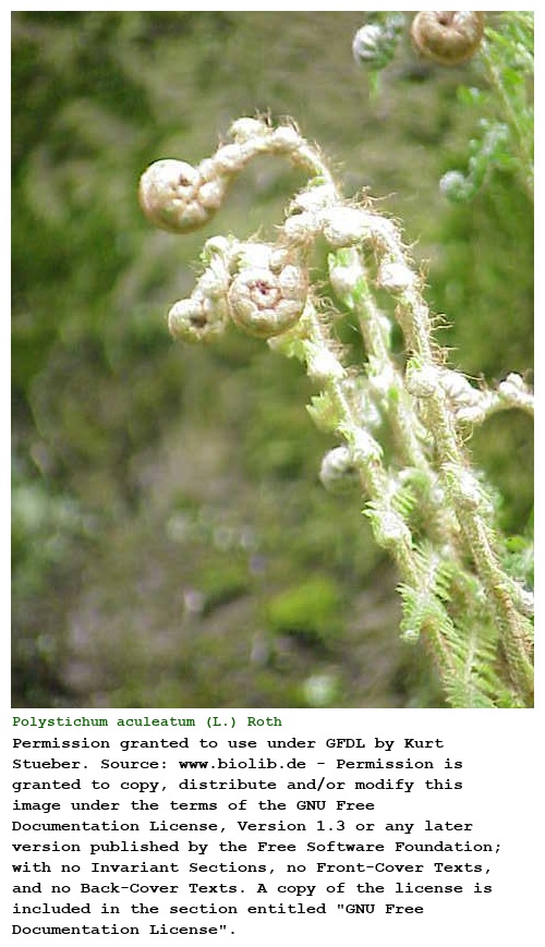 Polystichum aculeatum (L.) Roth